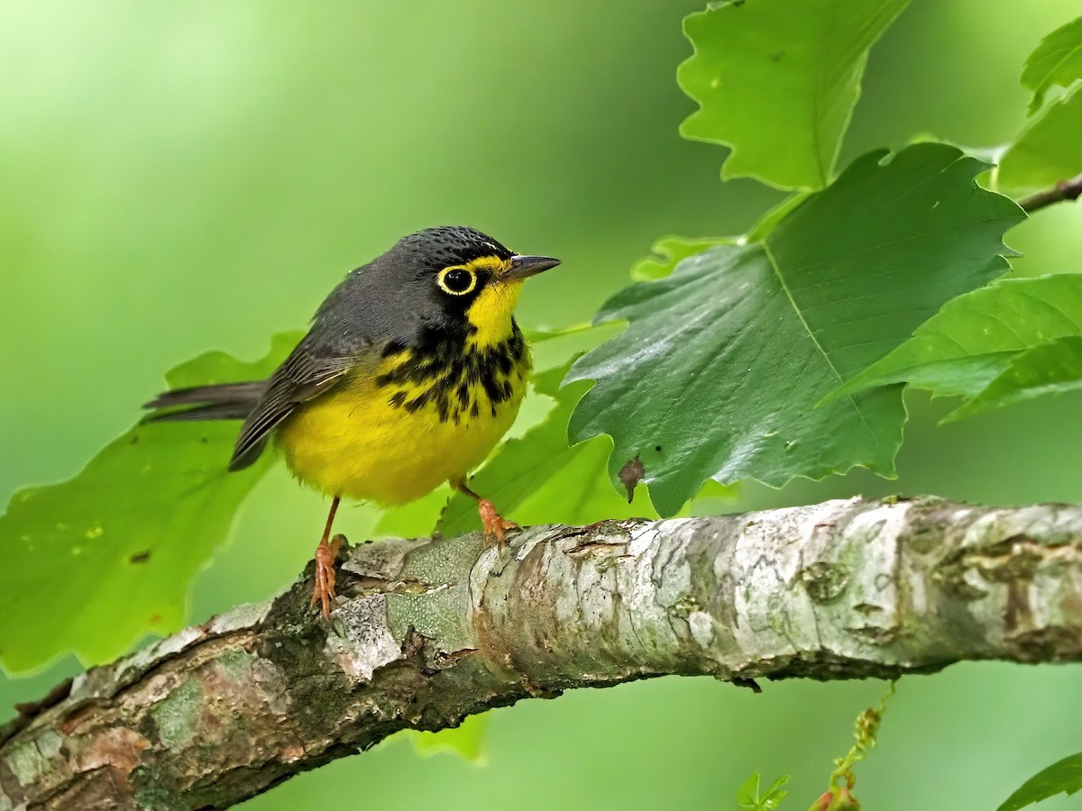 Canada Warbler - ML636672951
