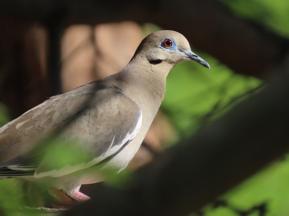 White-winged Dove - ML636672967