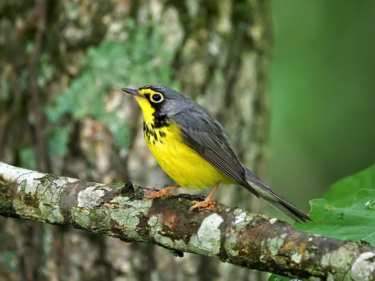 Canada Warbler - ML636672995