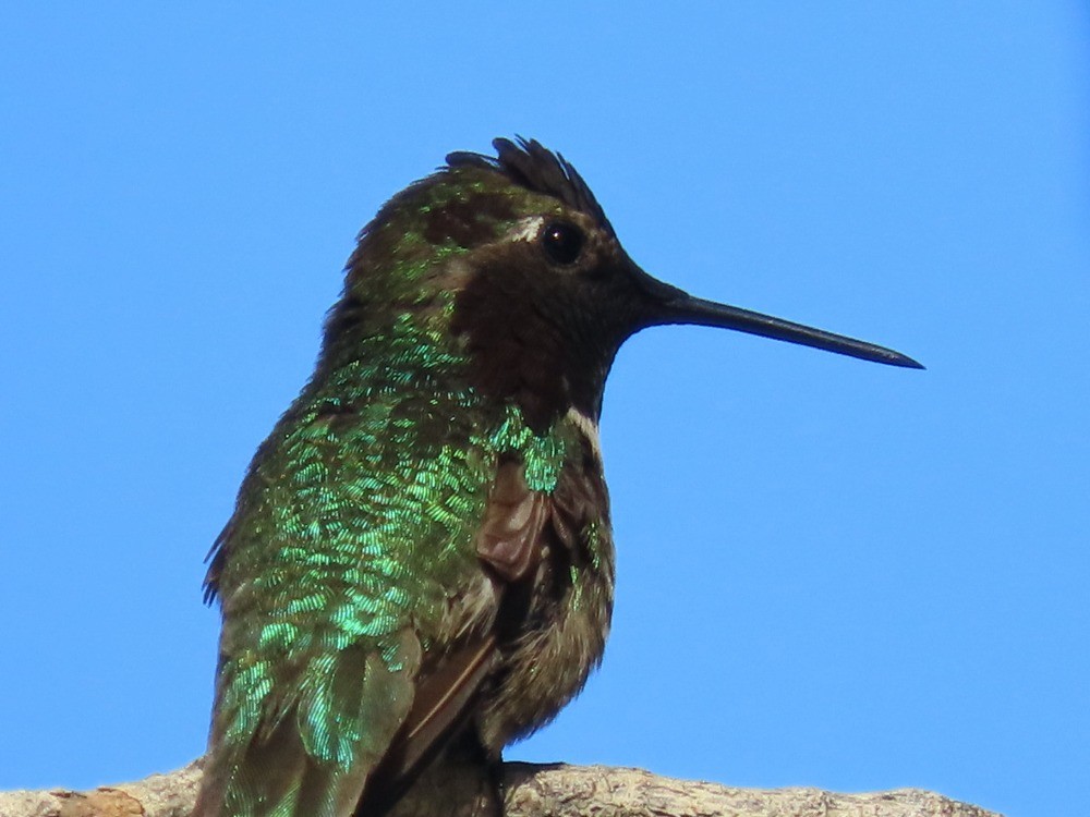 Anna's Hummingbird - ML636673027
