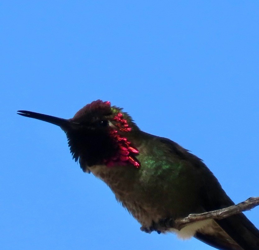 Anna's Hummingbird - ML636673053