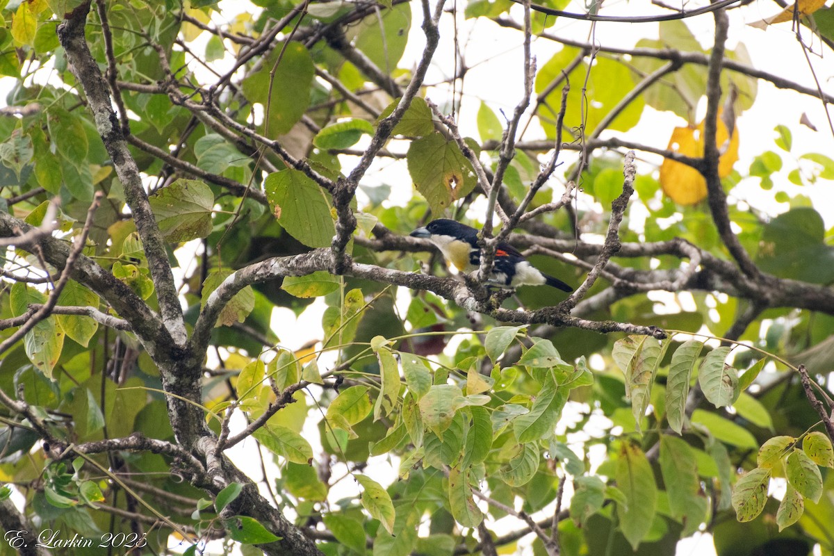 Spot-crowned Barbet - ML636673083