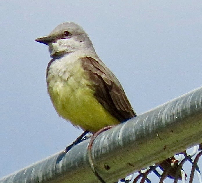 Western Kingbird - ML636673123
