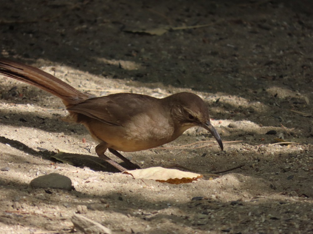 California Thrasher - ML636673167