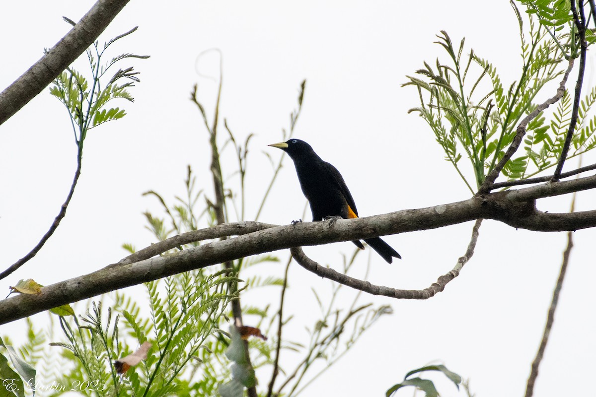 Yellow-rumped Cacique - ML636673204