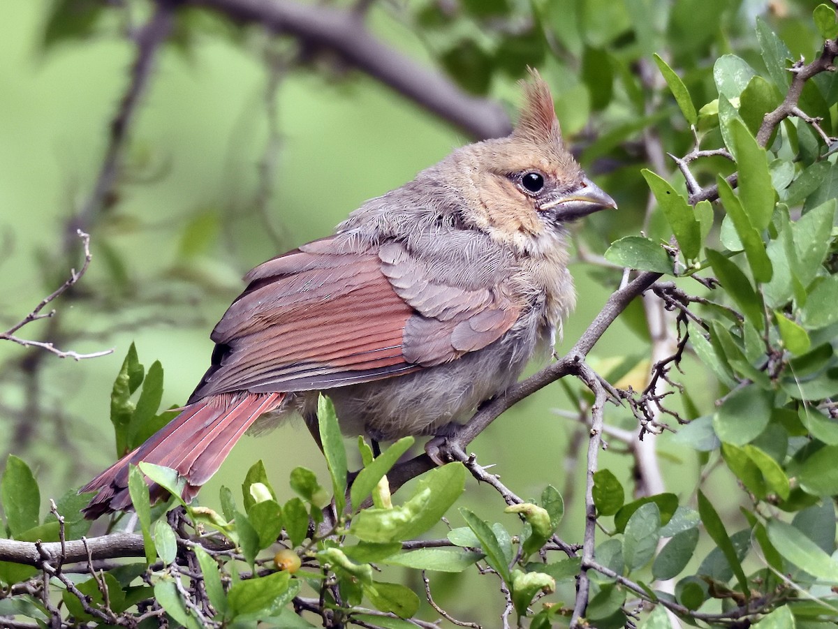 Juvenile