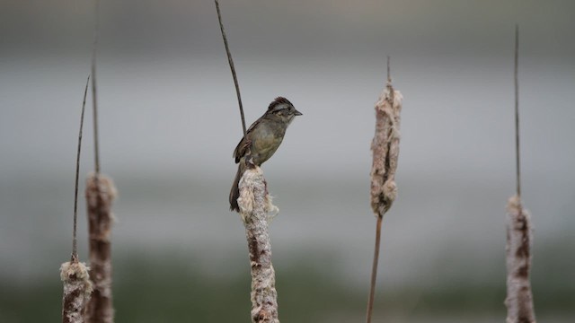 Swamp Sparrow - ML636673228