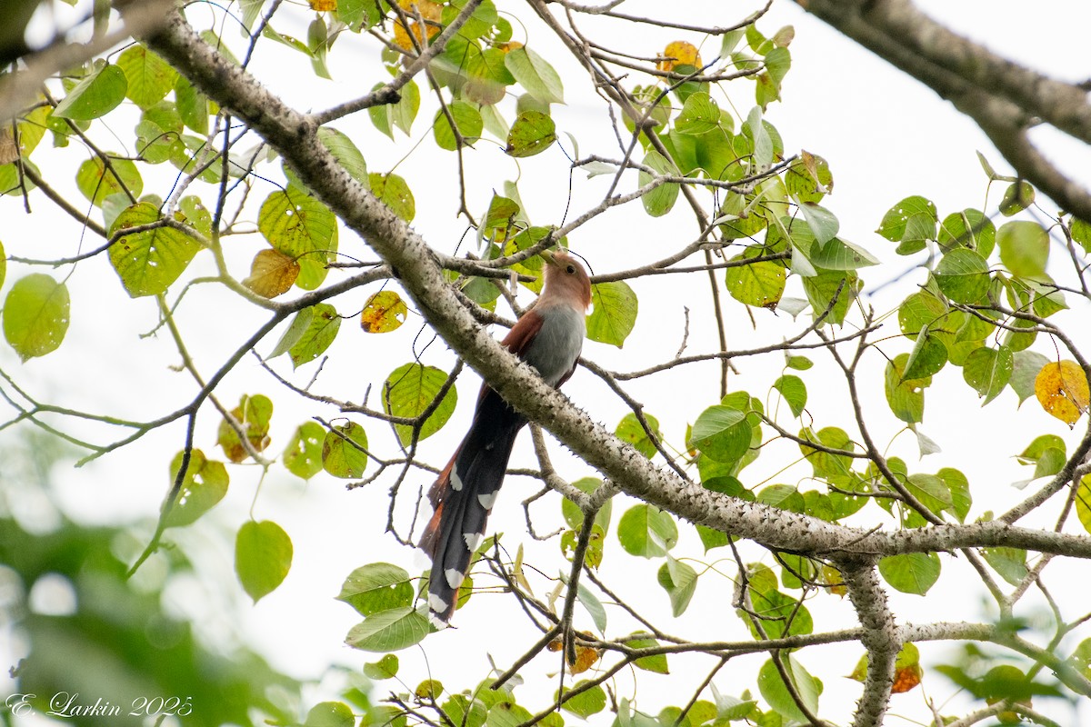 Squirrel Cuckoo - ML636673236
