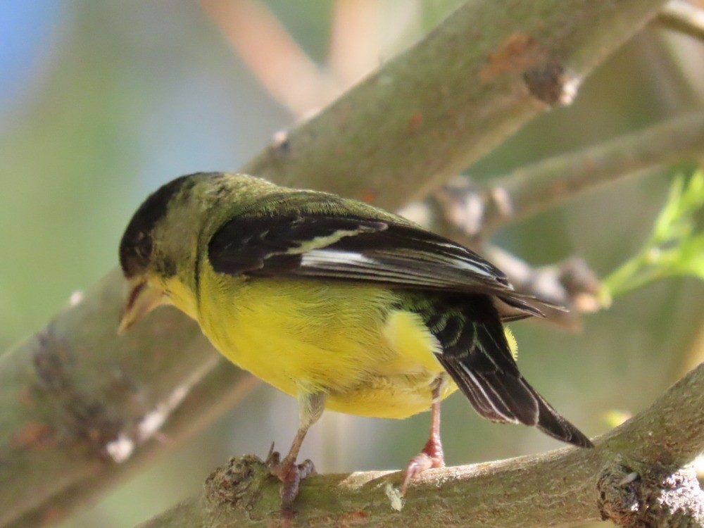 Lesser Goldfinch - ML636673243