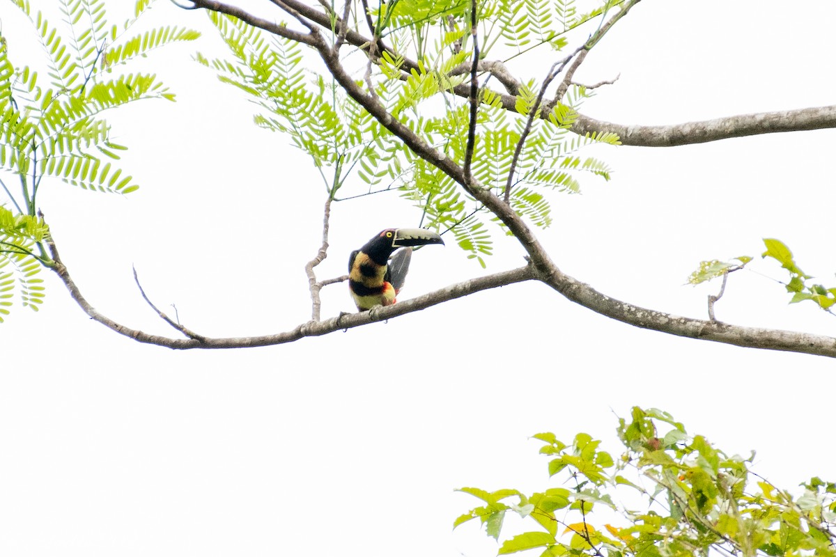 Collared Aracari - ML636673260