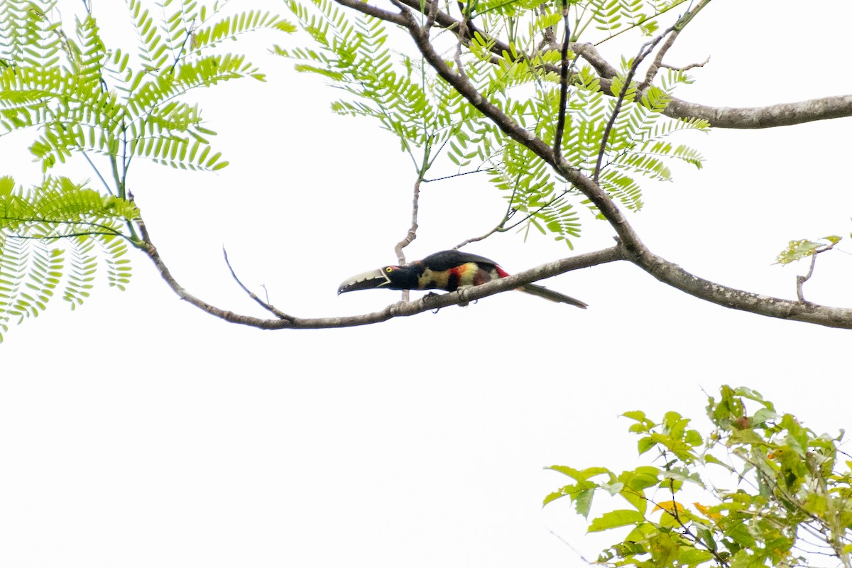 Collared Aracari - ML636673261