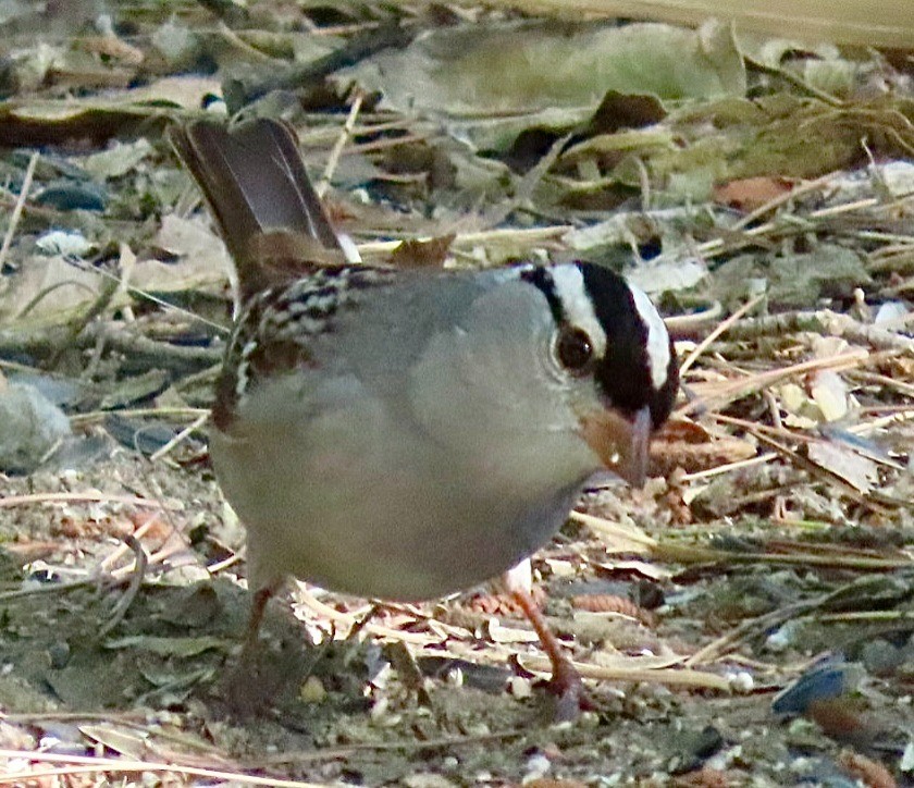 White-crowned Sparrow - ML636673262