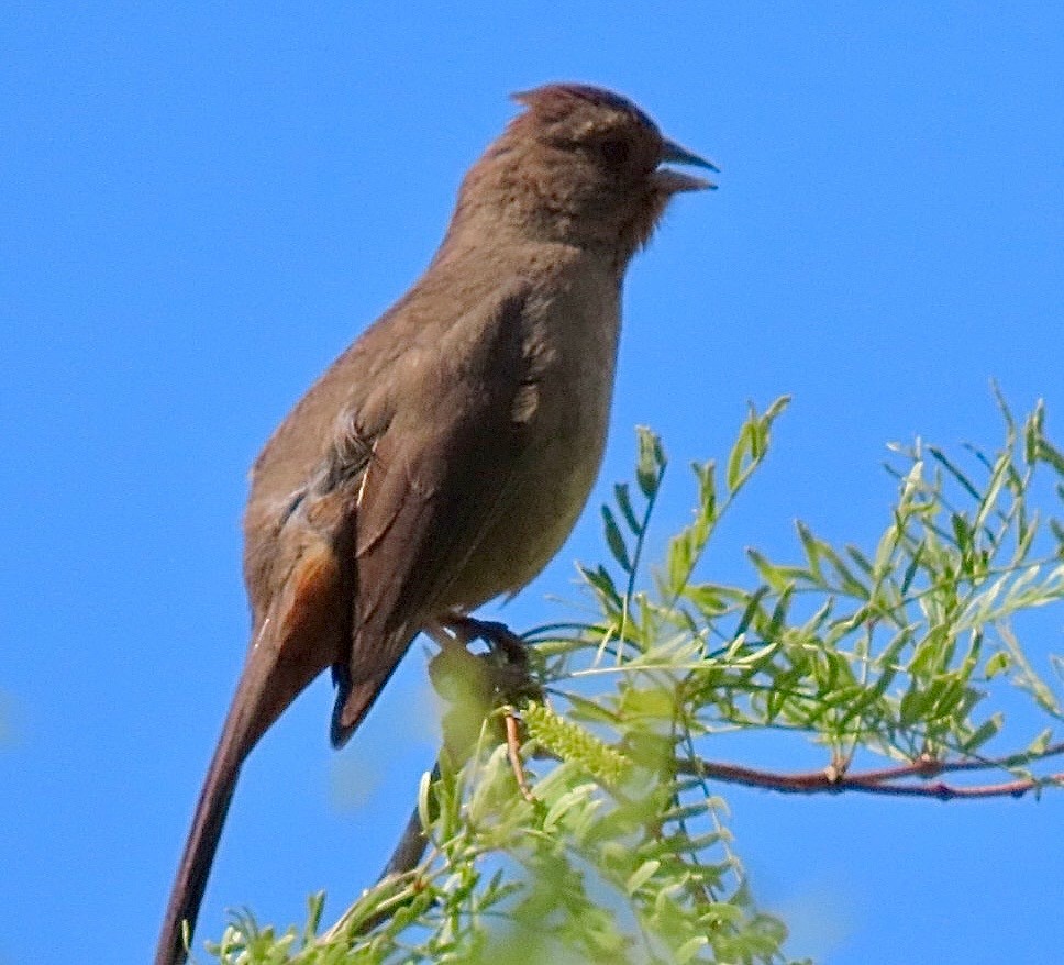 California Towhee - ML636673277