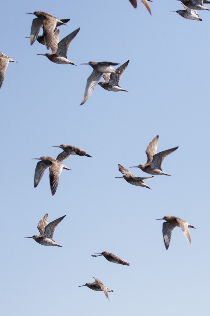 Short-billed Dowitcher - ML636673281