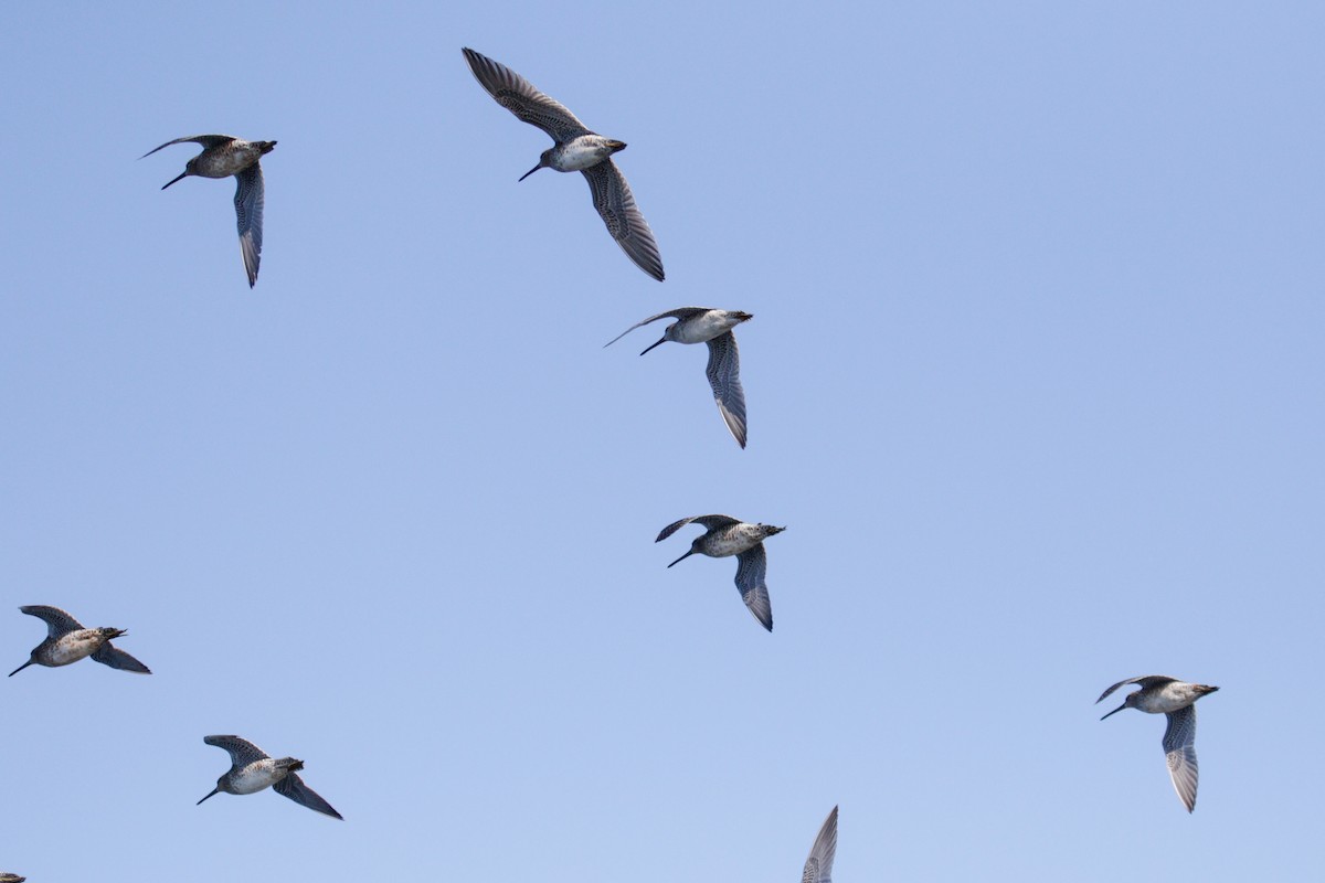 Short-billed Dowitcher - ML636673282