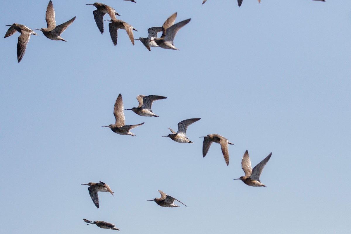 Short-billed Dowitcher - ML636673283