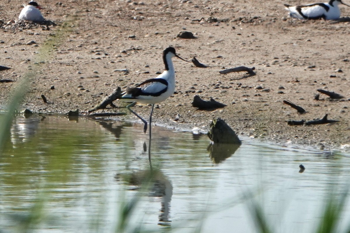 Pied Avocet - ML636673285