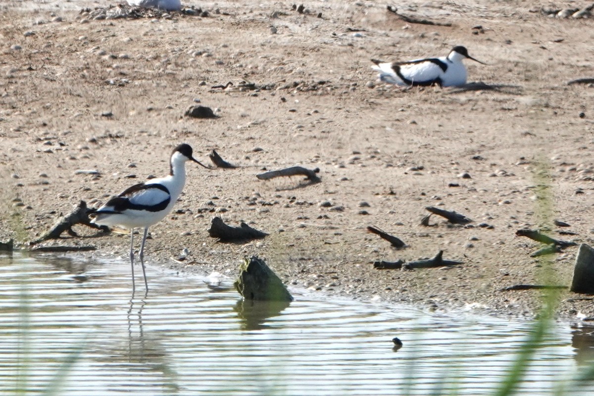 Pied Avocet - ML636673287