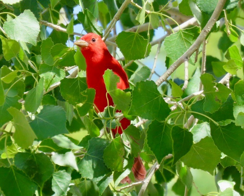 Summer Tanager - ML636673295