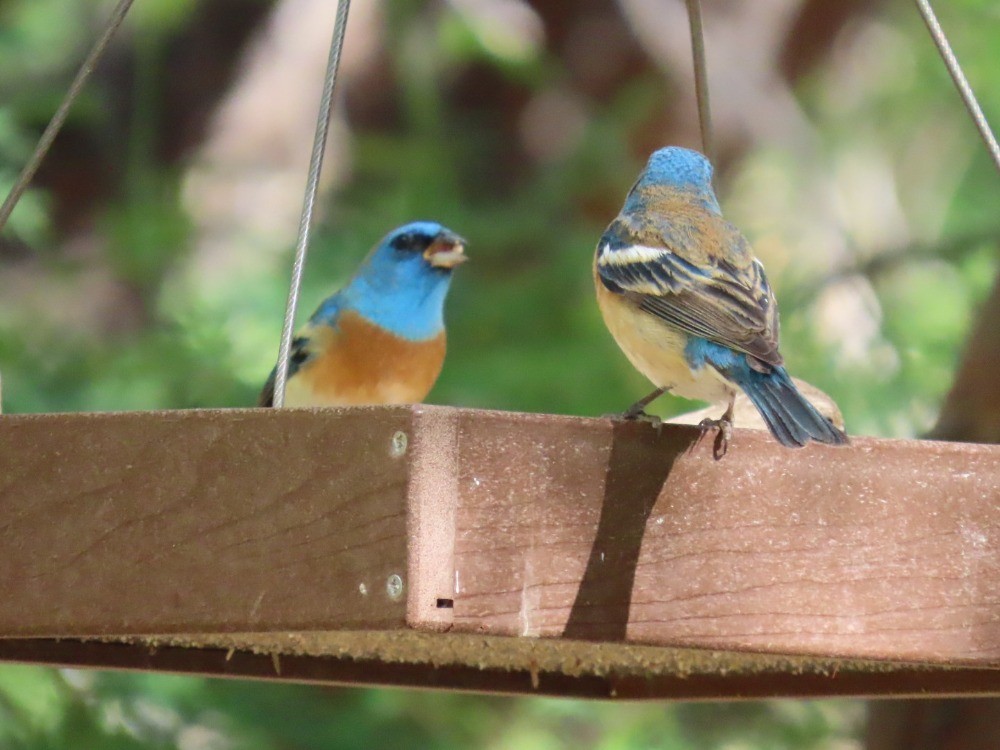 Lazuli Bunting - ML636673315