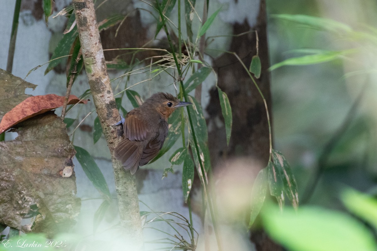 Dusky Antbird - ML636673317