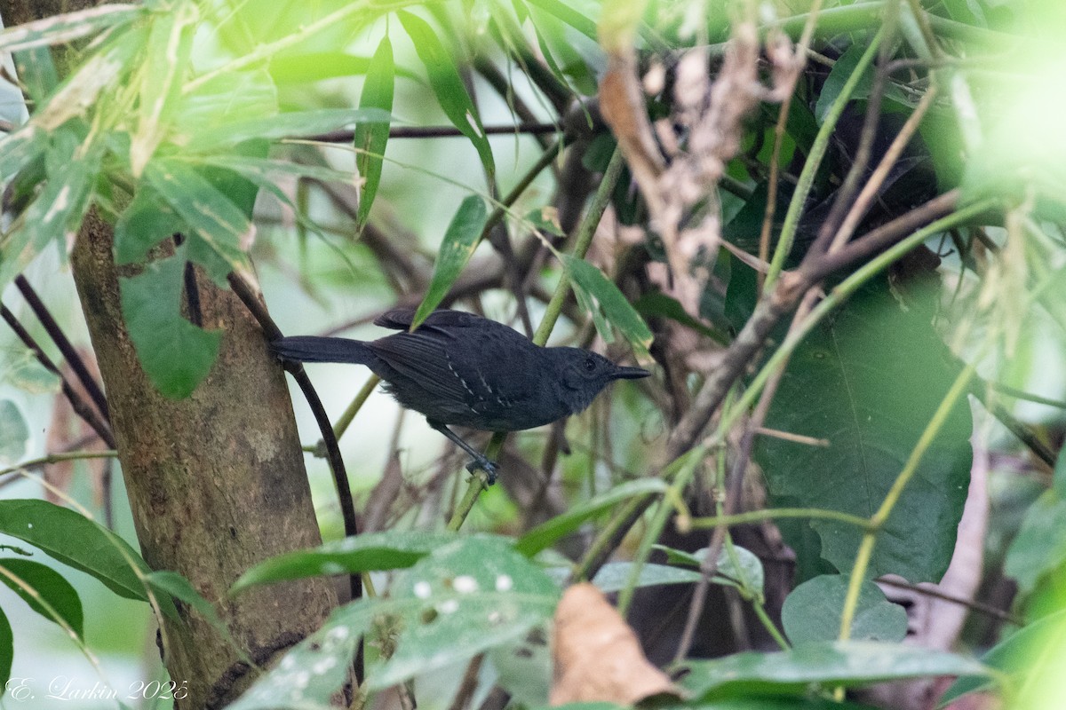 Dusky Antbird - ML636673321