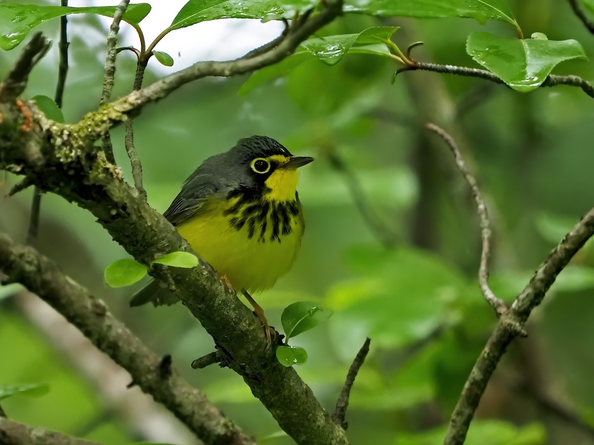 Canada Warbler - ML636673333