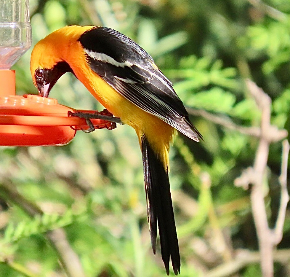 Hooded Oriole - ML636673336
