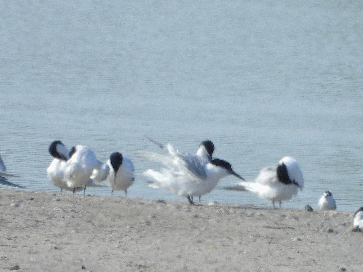 Sandwich Tern - ML636673358