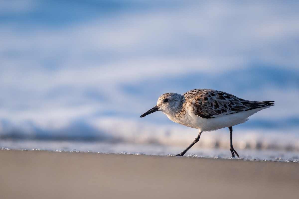 Sanderling - ML636673378