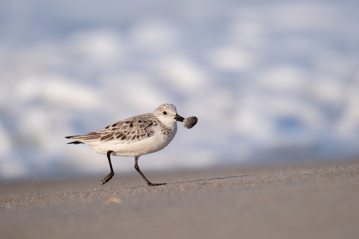 Sanderling - ML636673388