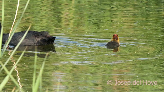Red-knobbed Coot - ML636673395