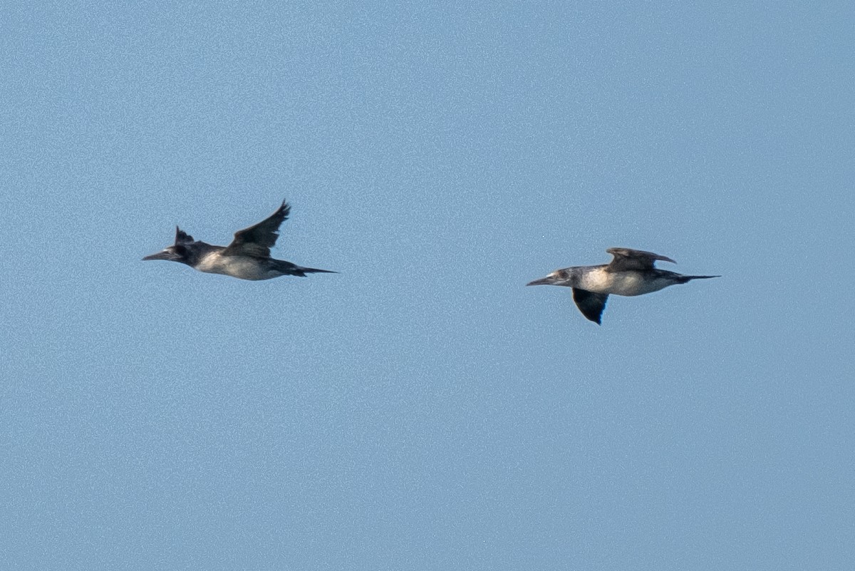 Northern Gannet - ML636673396