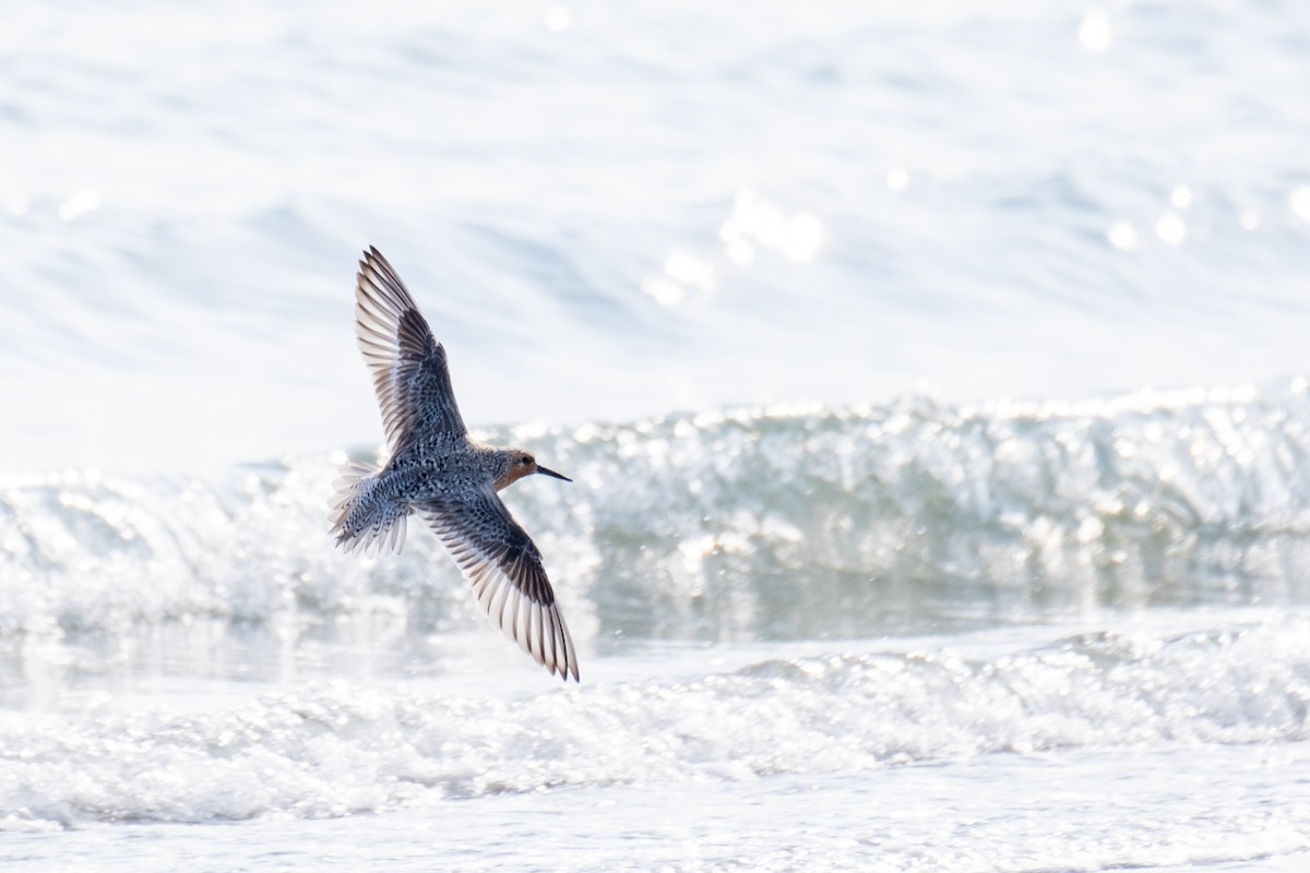 Red Knot - ML636673422