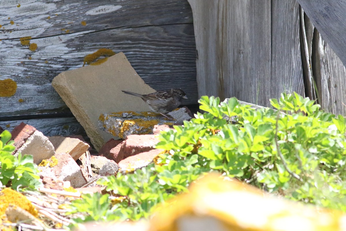Dark-eyed Junco x White-throated Sparrow (hybrid) - ML636673427