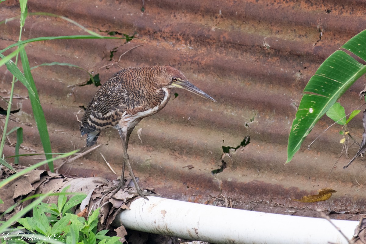 Rufescent Tiger-Heron - ML636673428
