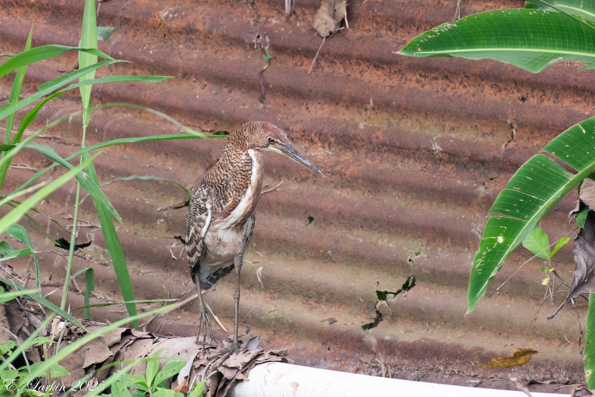 Rufescent Tiger-Heron - ML636673430