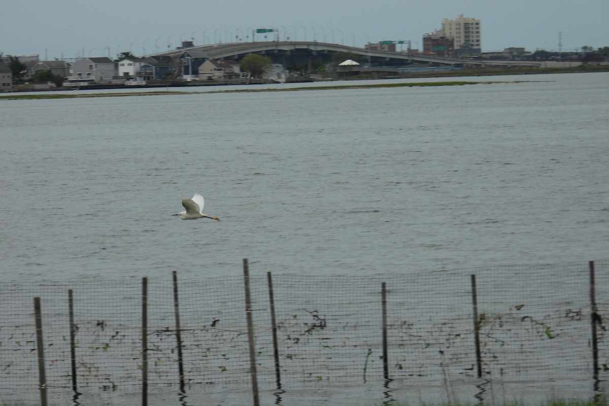 Snowy Egret - ML636673447