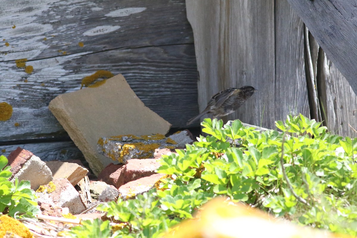 Dark-eyed Junco x White-throated Sparrow (hybrid) - ML636673448