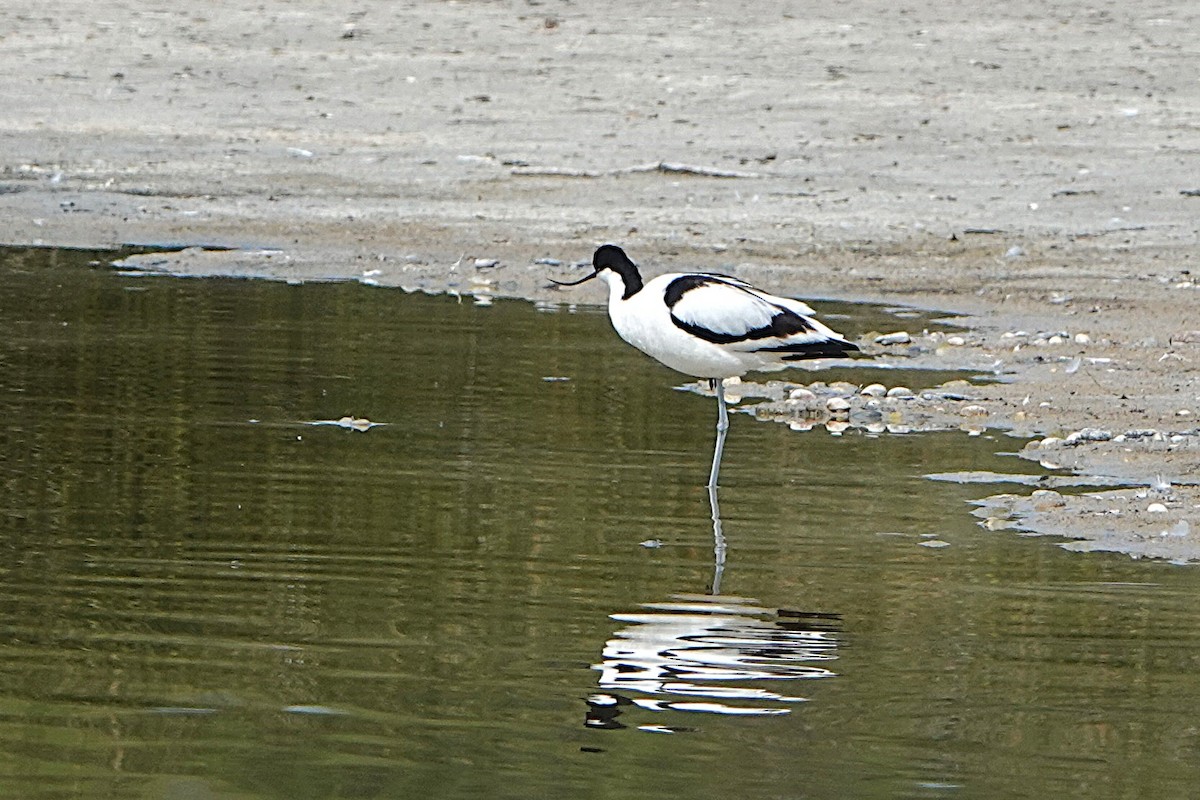 Pied Avocet - ML636673462