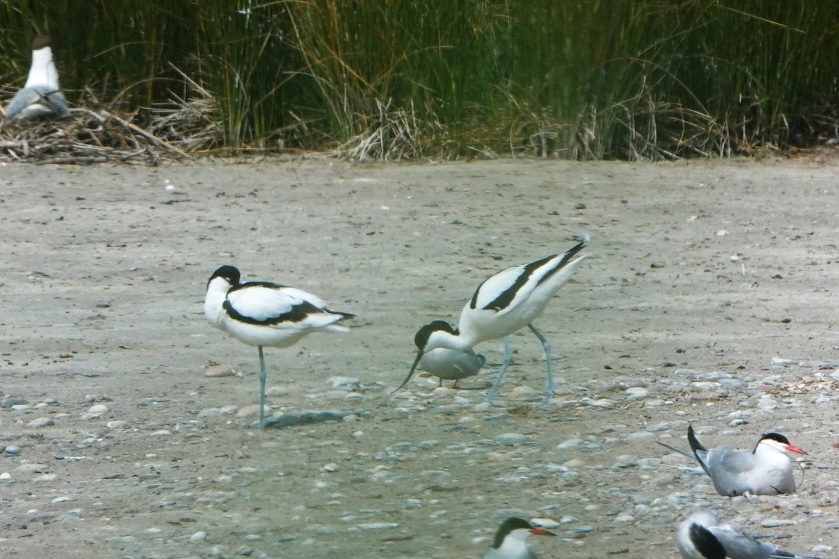 Pied Avocet - ML636673463