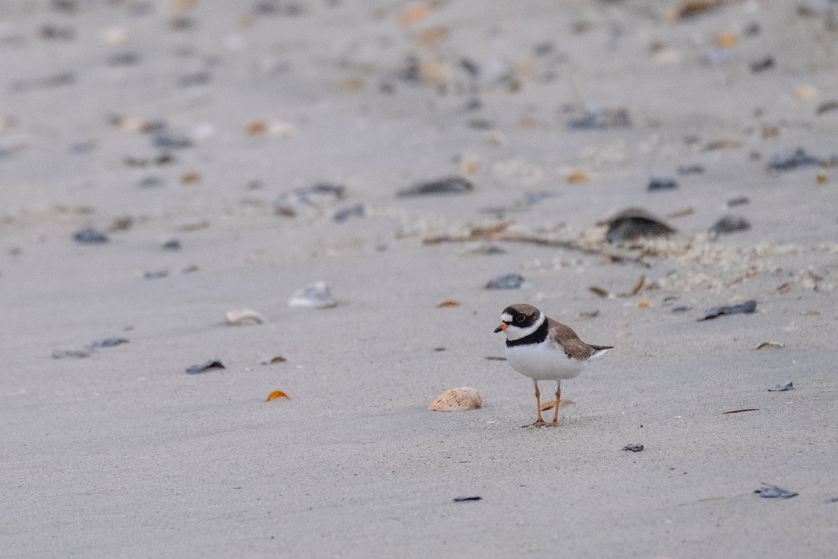 Semipalmated Plover - ML636673475