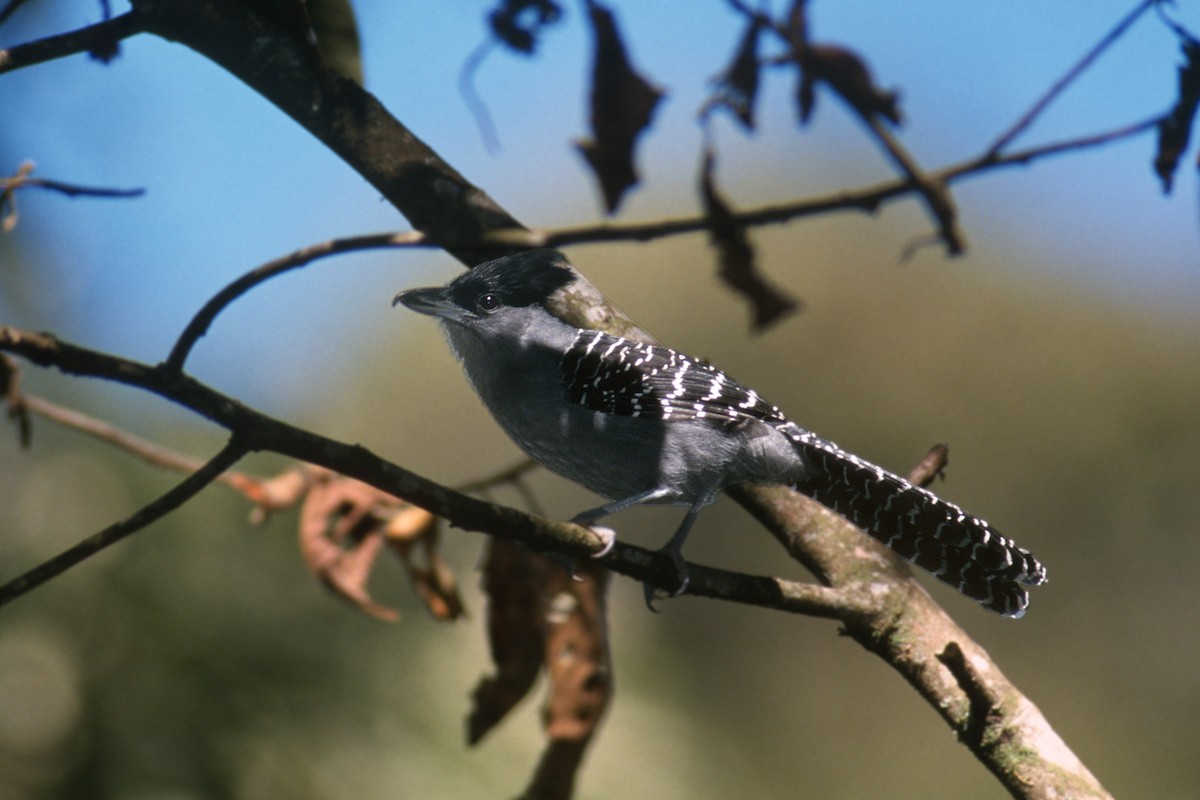 Giant Antshrike - ML636673494
