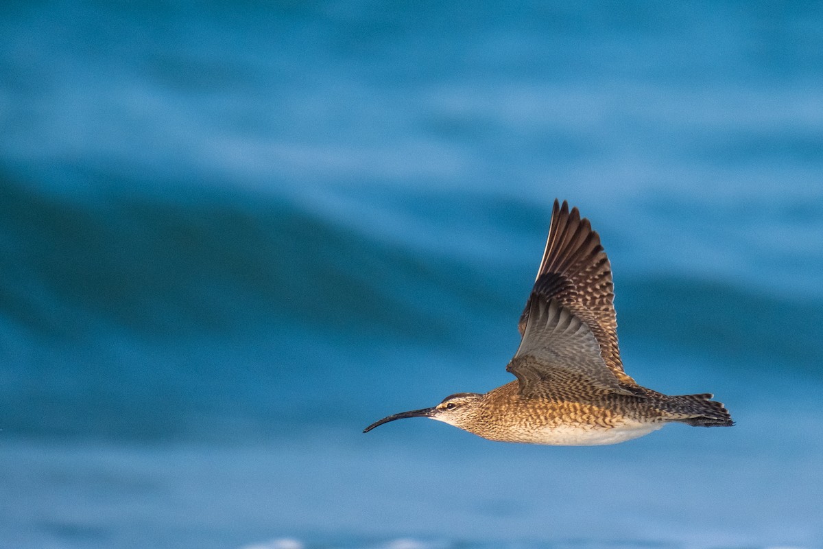 Hudsonian Whimbrel - ML636673538