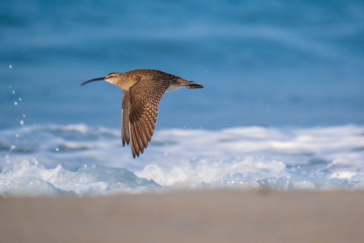 Hudsonian Whimbrel - ML636673539