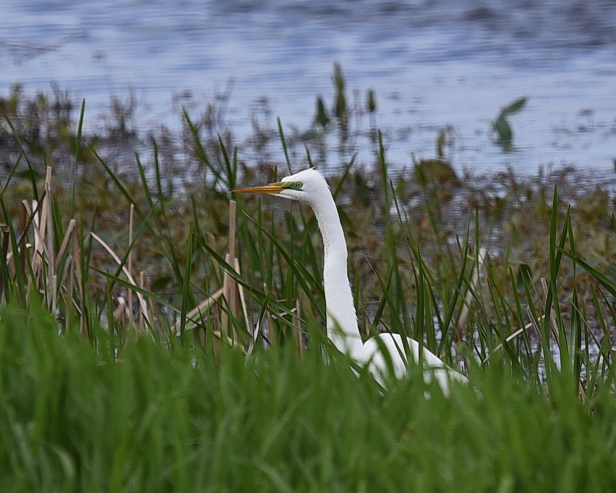 Great Egret - ML636673574