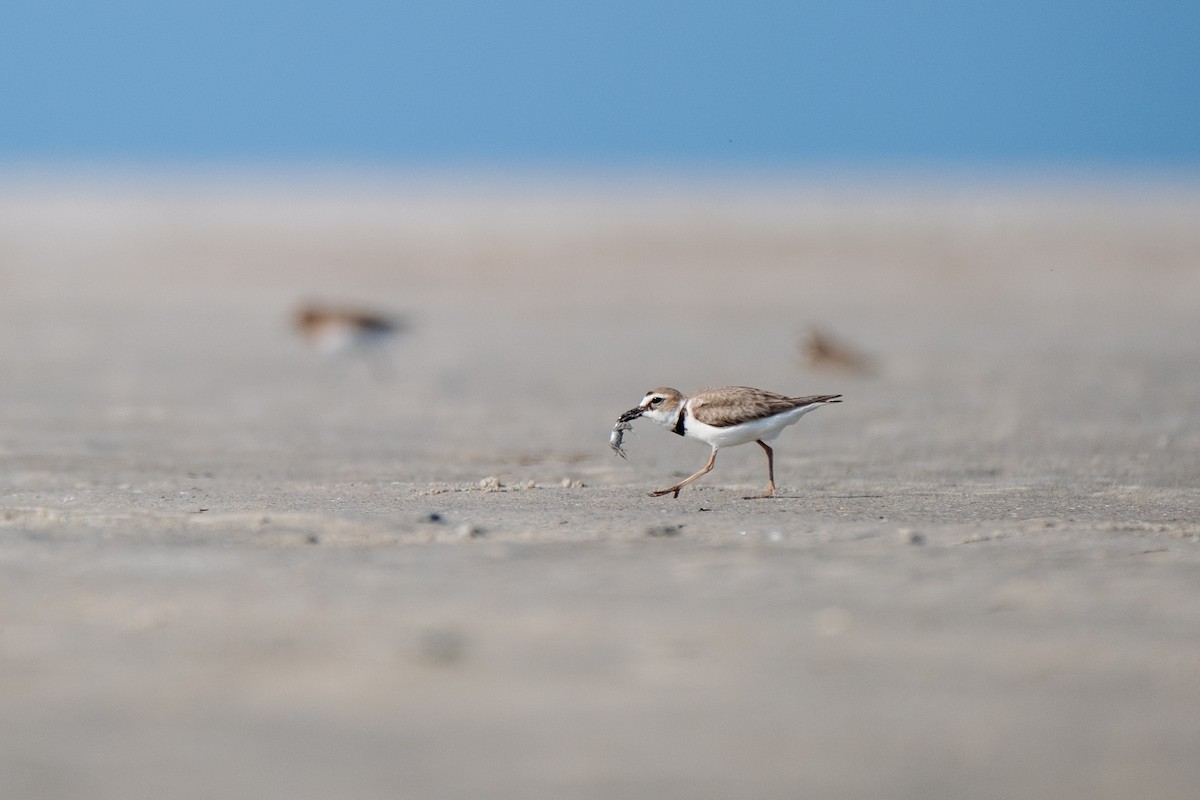 Wilson's Plover - ML636673593