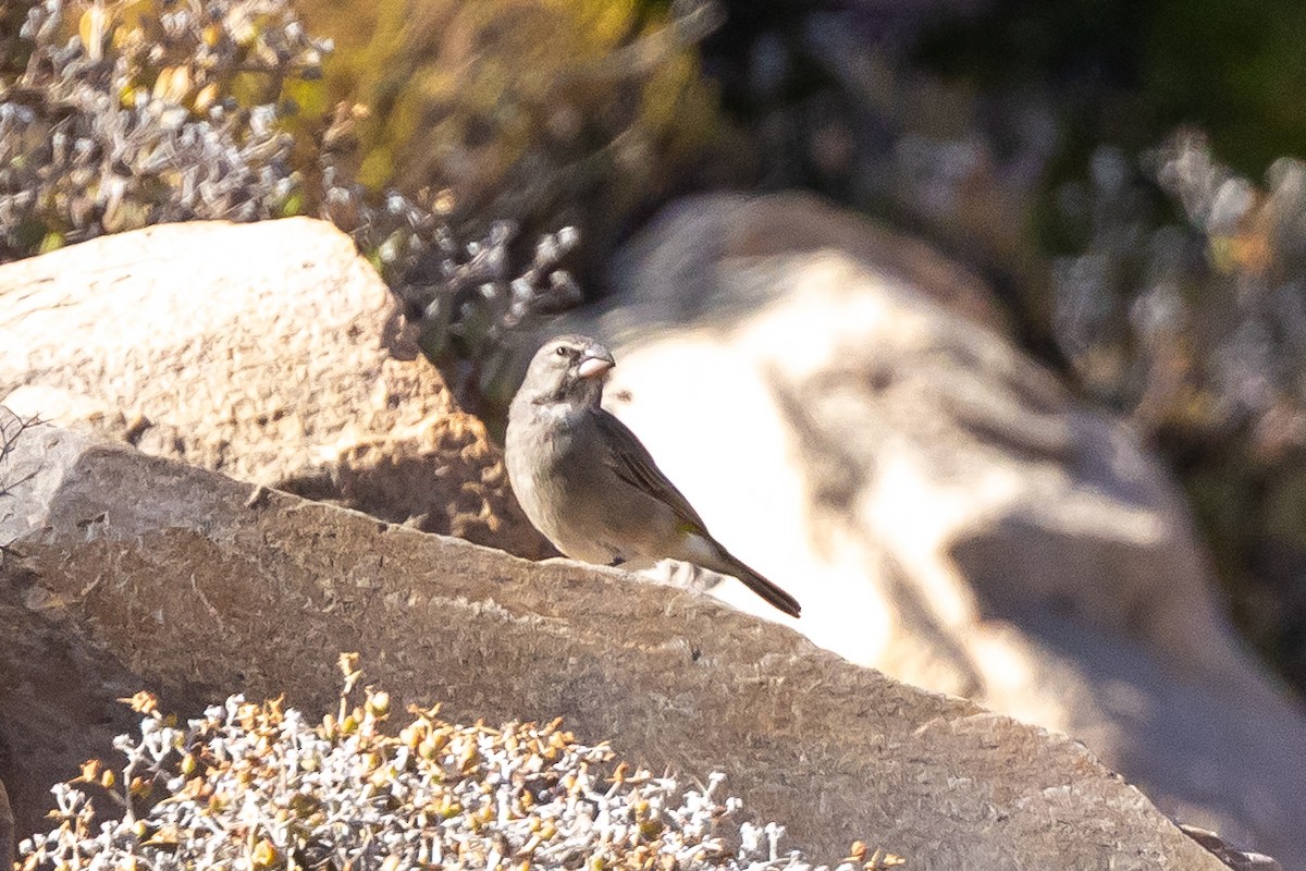 White-throated Canary - ML636673620