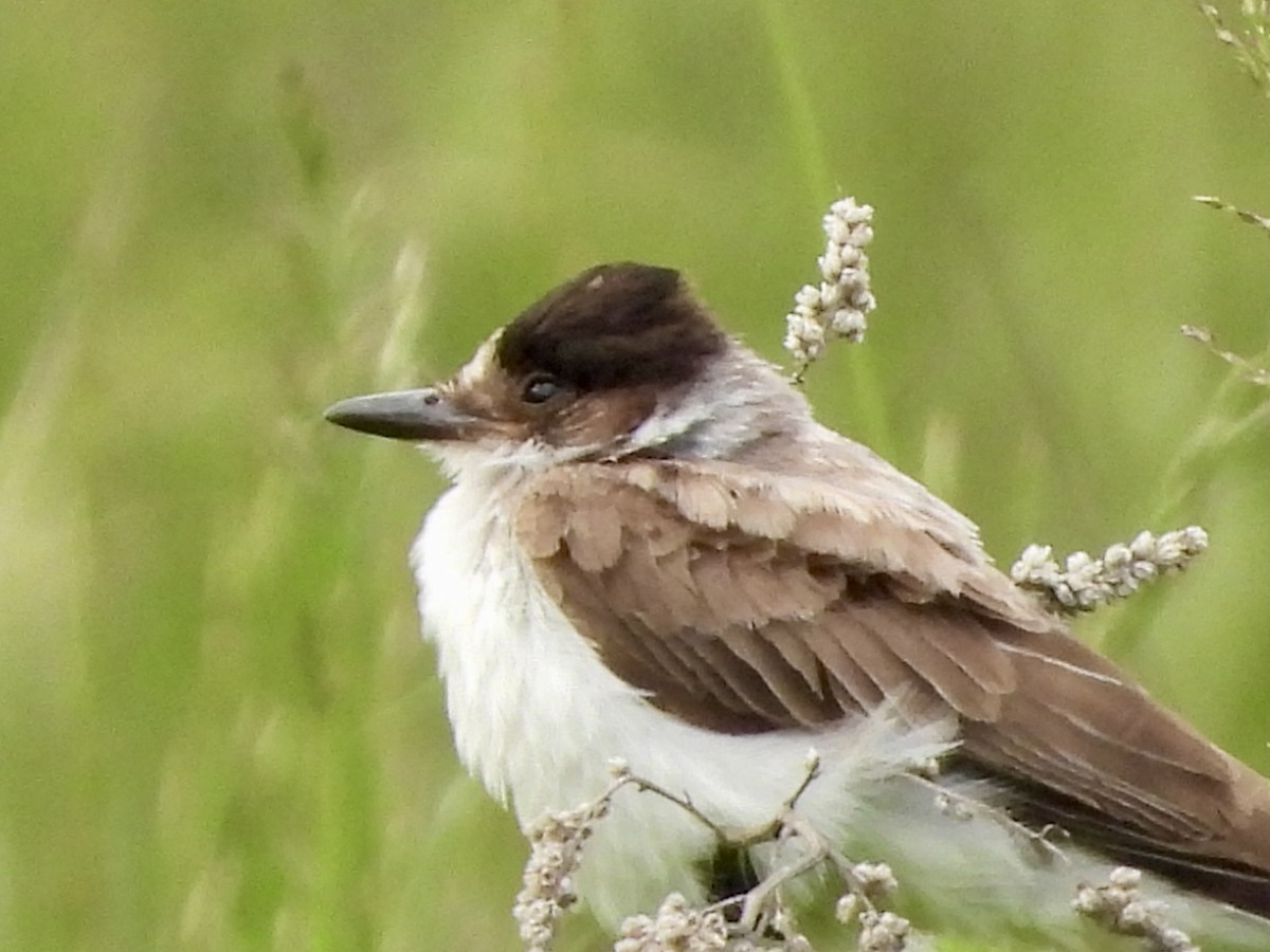Fork-tailed Flycatcher - ML636673672