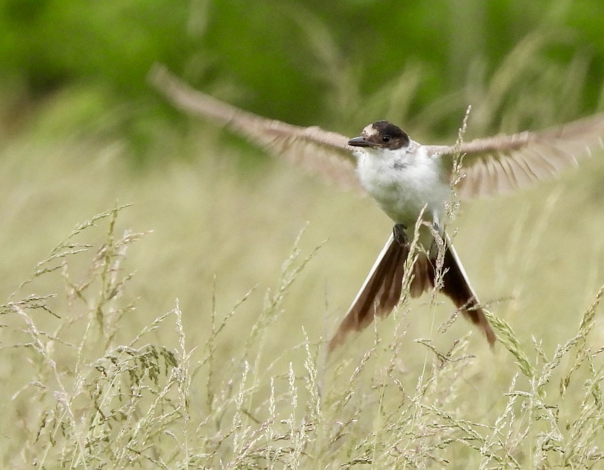Fork-tailed Flycatcher - ML636673673